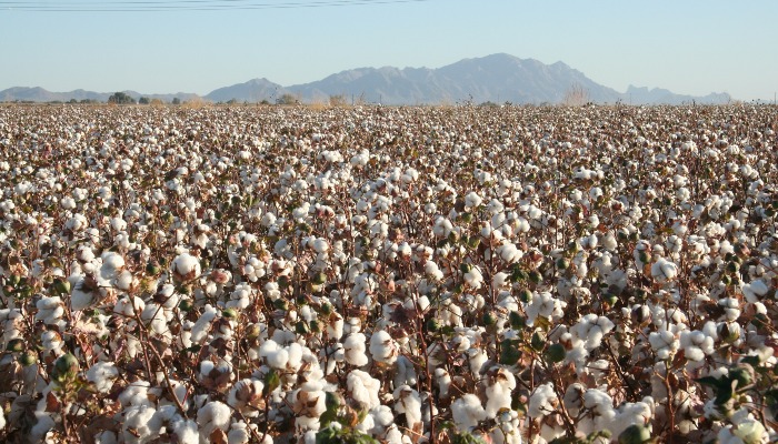 U.S. Cotton Trust Protocol Launches Pilot Program to Scale Traceable Regenerative Cotton Production