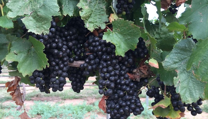 Two Important Topics: Arizona Wine Country and Cooperative Extension