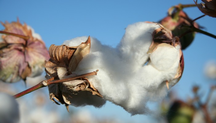 National Organization Unveils "Plant Not Plastic" Initiative to Spark Consumer Action