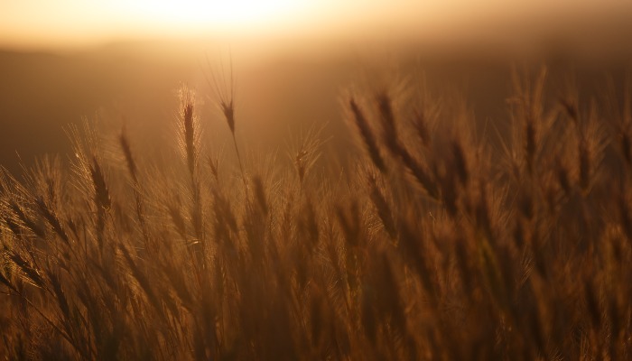 Arizona's Grain Powerhouse: Fueling a $2.2 Billion Economic Engine in the Desert State