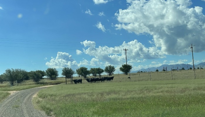 America’s Livestock Industry and Public Lands