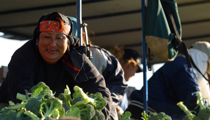 Rosie on the House: The Winter Wonder of Arizona Leafy Greens