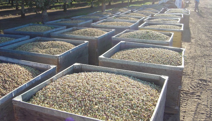 American & Arizona Pistachio Growers Welcome USDA Plan to Purchase Up to $80 Million in Specialty Crops to Support Food Banks and Nutrition Programs 