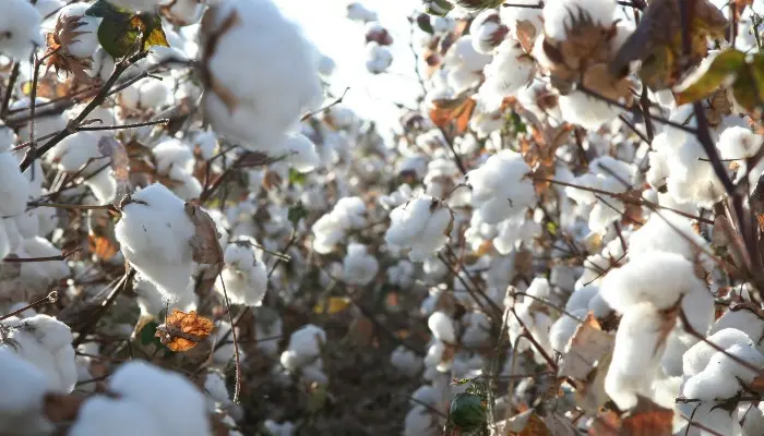 Cotton Growers: New Federal Rules Could Unlock Higher USDA Payments—Time to Review Your Farm Structure Now