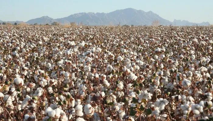 Arizona Cotton field
