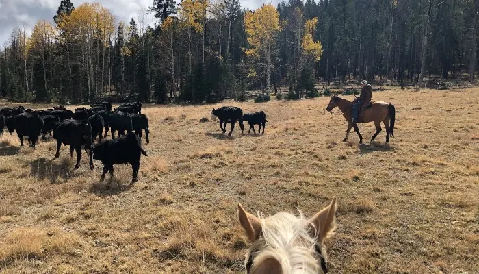 Arizona cattle drive 