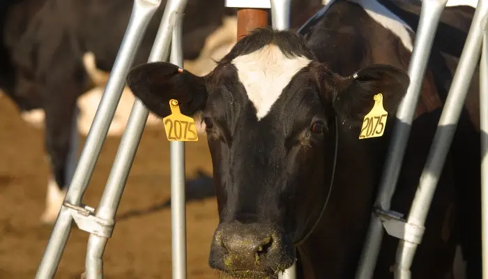 Rosie on the House: Arizona Dairy Farms Lead the Way in Sustainability