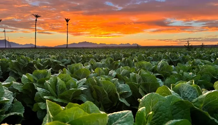yuma lettuce field at sunset