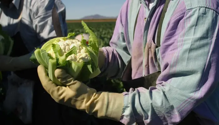 worker harvests cauliflower