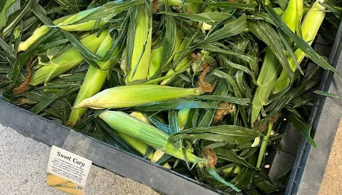 Arizona’s Summer Produce Bounty: Fresh from Desert Farms to Your Table