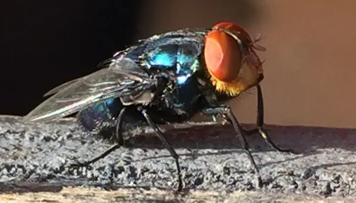new world screwworm fly