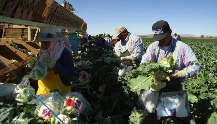 Yuma workers harvest cauliflower