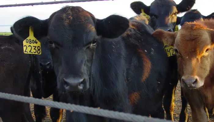 cattle in a lot