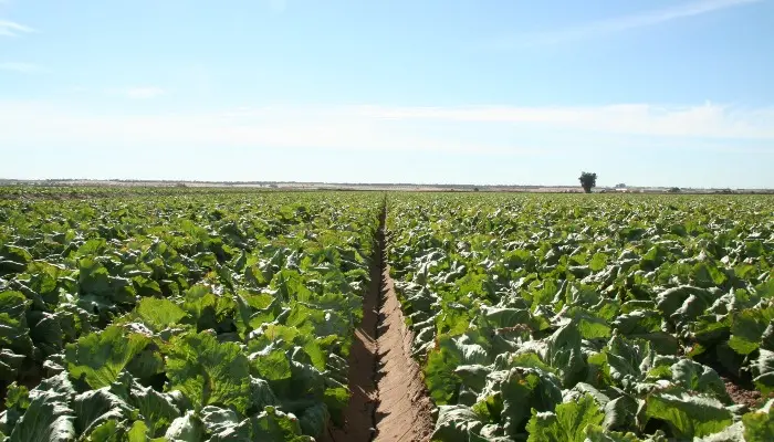 yuma field