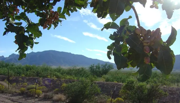 Arizona pistachio tree in Cochise County
