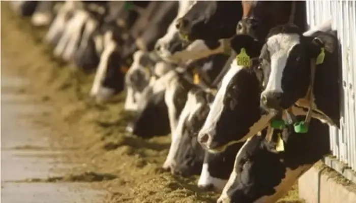 BLM RFI for Dairy Farms and Ranches to Temporarily Hold Cattle Post-Wildfire