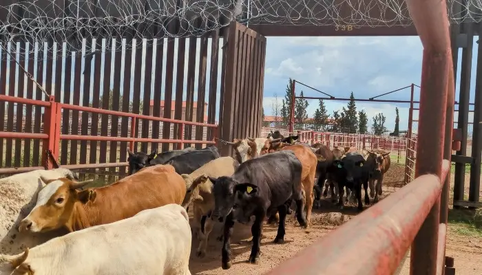 cattle cross mexican border port at douglas arizona