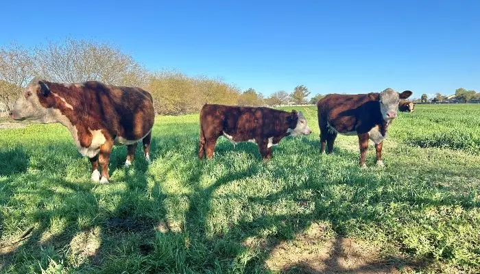 hereford cattle grazing