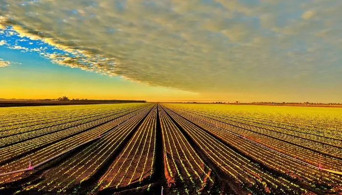 irrigation on arizona farm field