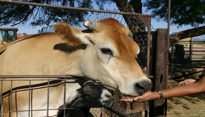 Economic Study: Agriculture in Arizona's Economy: An Economic Contribution Analysis