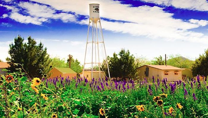 Half Day to Explore Arizona