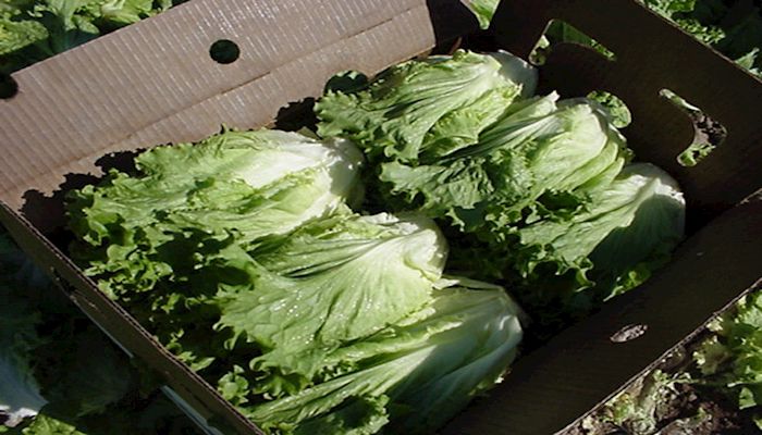 Leafy Greens Marketing Agreement and Produce Groups Respond to Protect Consumers in Latest Romaine Outbreak