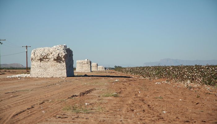 New Study Finds Ag is Big Economic Driver for Pinal County