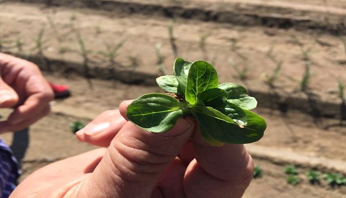 Arizona Agriculture - February 2016