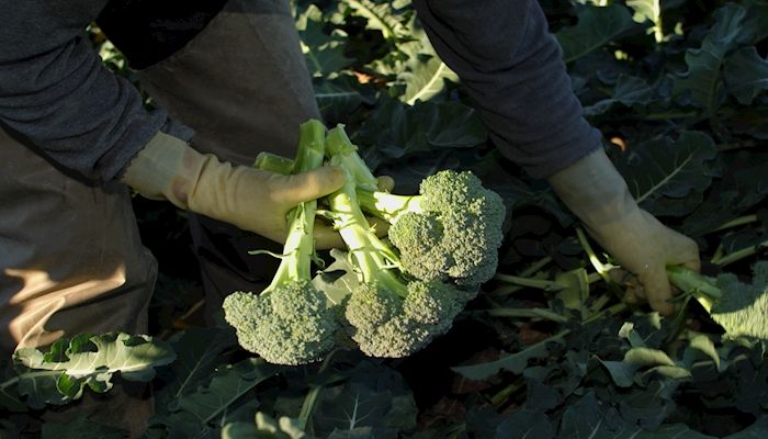 Arizona Agriculture - April 2016