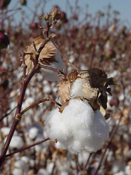 6 Fun Facts About Cotton - iRely