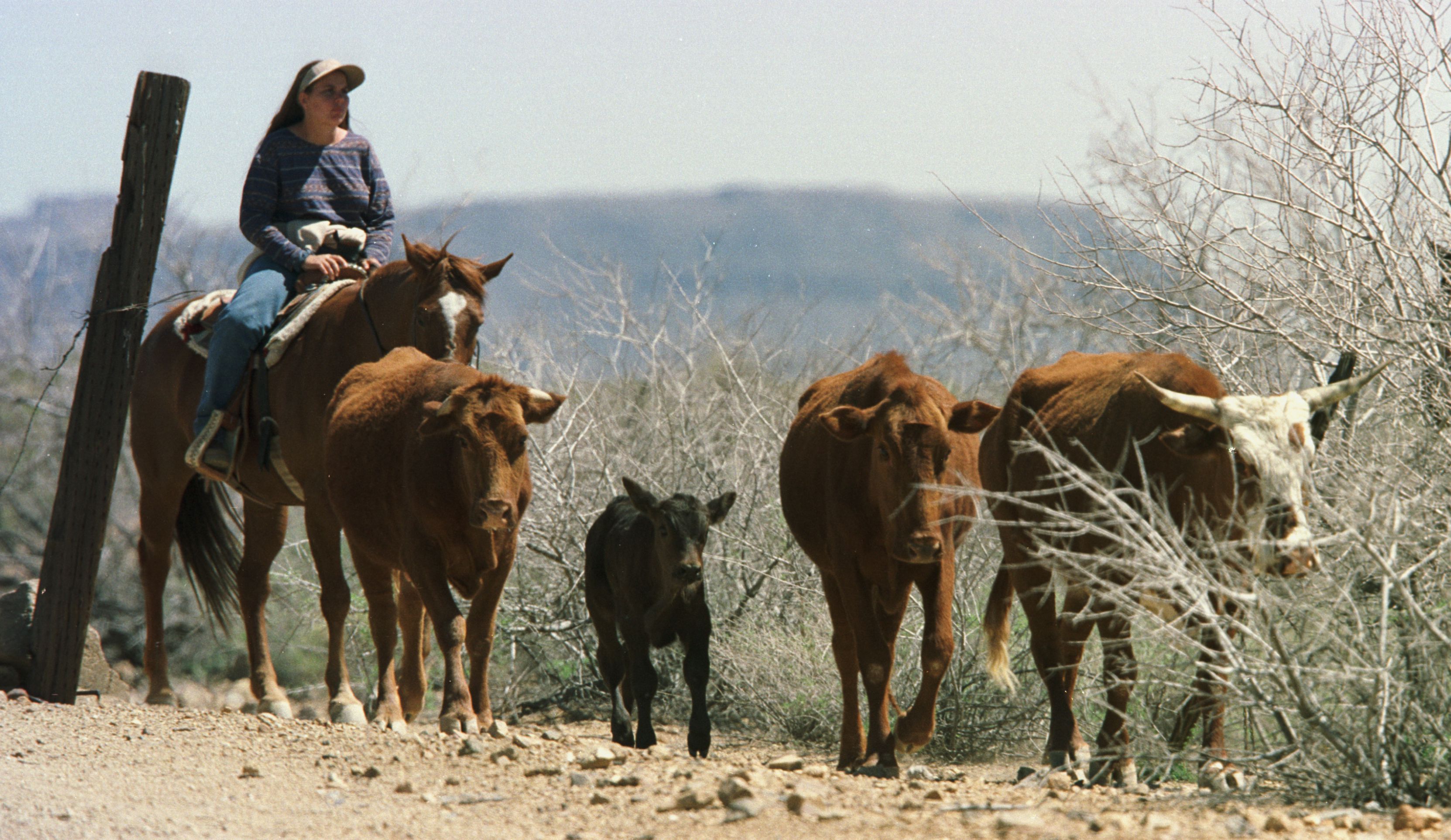 Ranching in Arizona