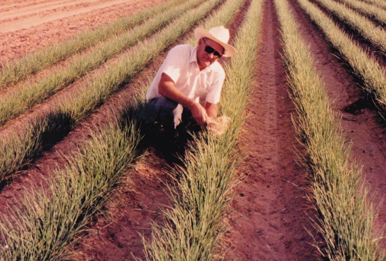 A picture containing grass, outdoor, plant, field

Description automatically generated