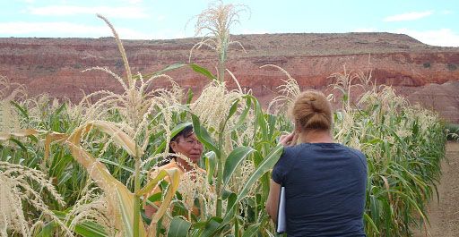 Two people inspecting crops.