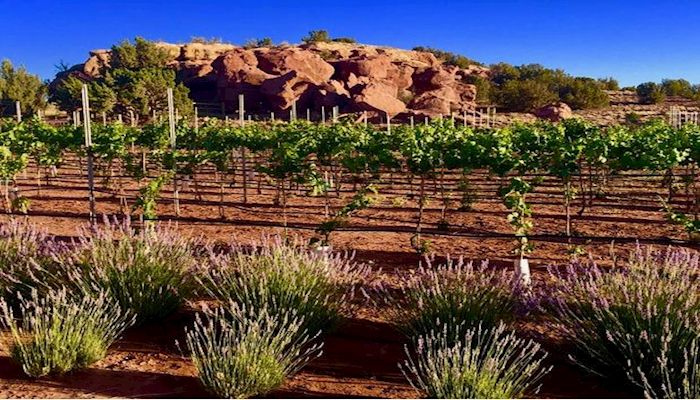 Meet Arizona Agriculture's Teeple Family